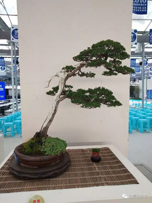首屆中國如皋小微盆景實(shí)景展中的精品